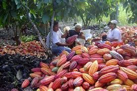 The Cocoa Conundrum: Navigating Volatility, Demand Shifts, and Trade Policy in a Climate-Driven World
