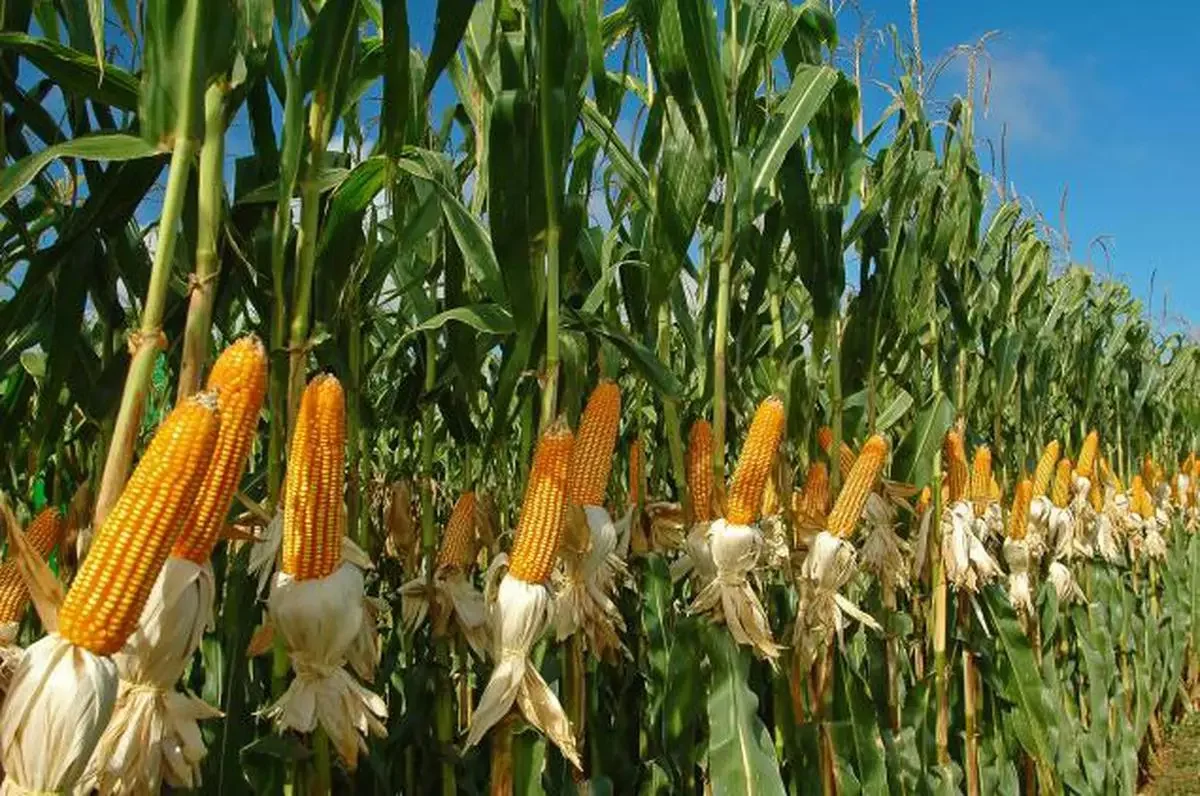 Zambia’s Plan to Export 1 Million Tonnes of Maize to DRC Signals Boost for Regional Food Security