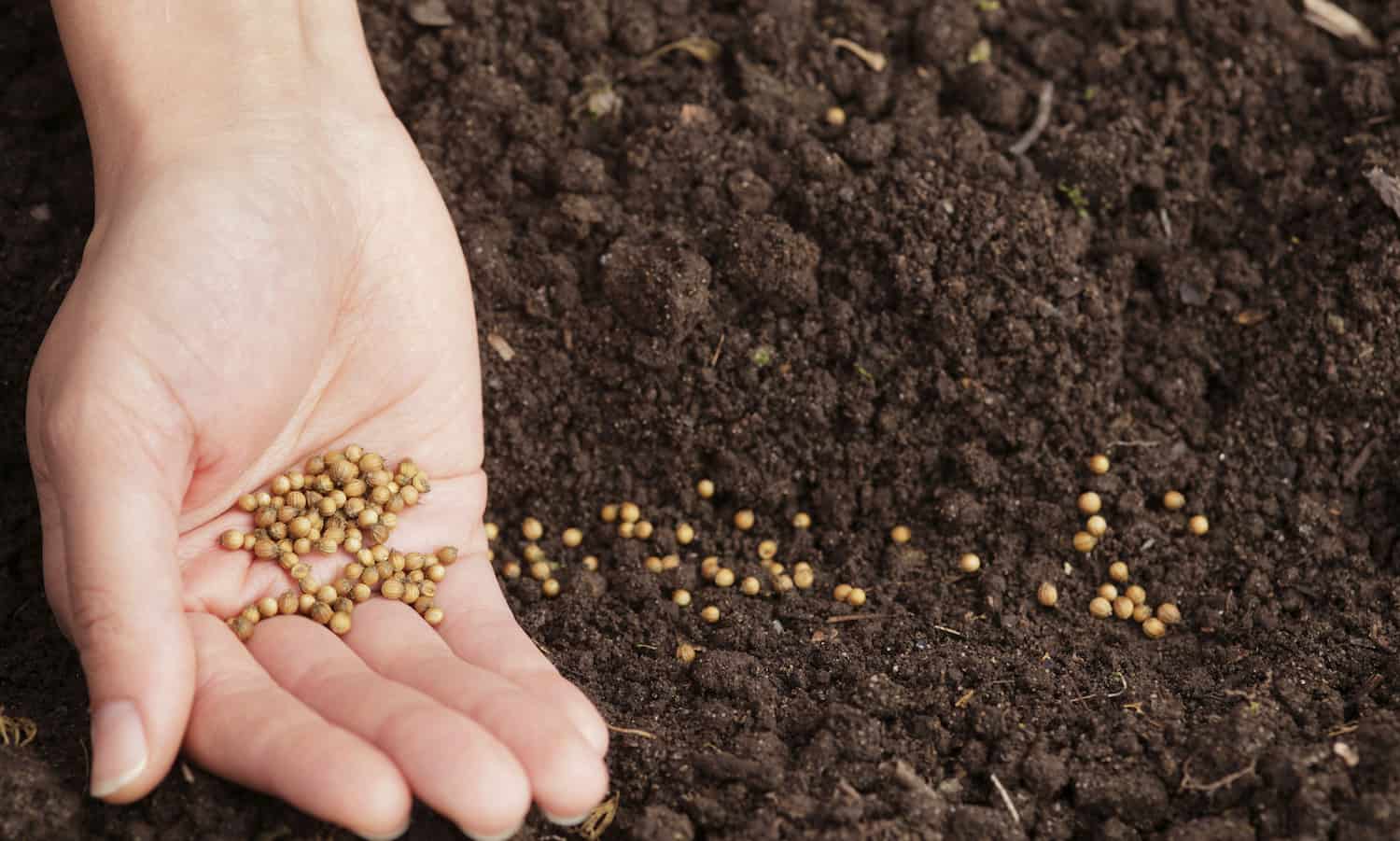 AGRA launches Africa Digital Crop Variety Catalogue to revolutionize access to improved seeds