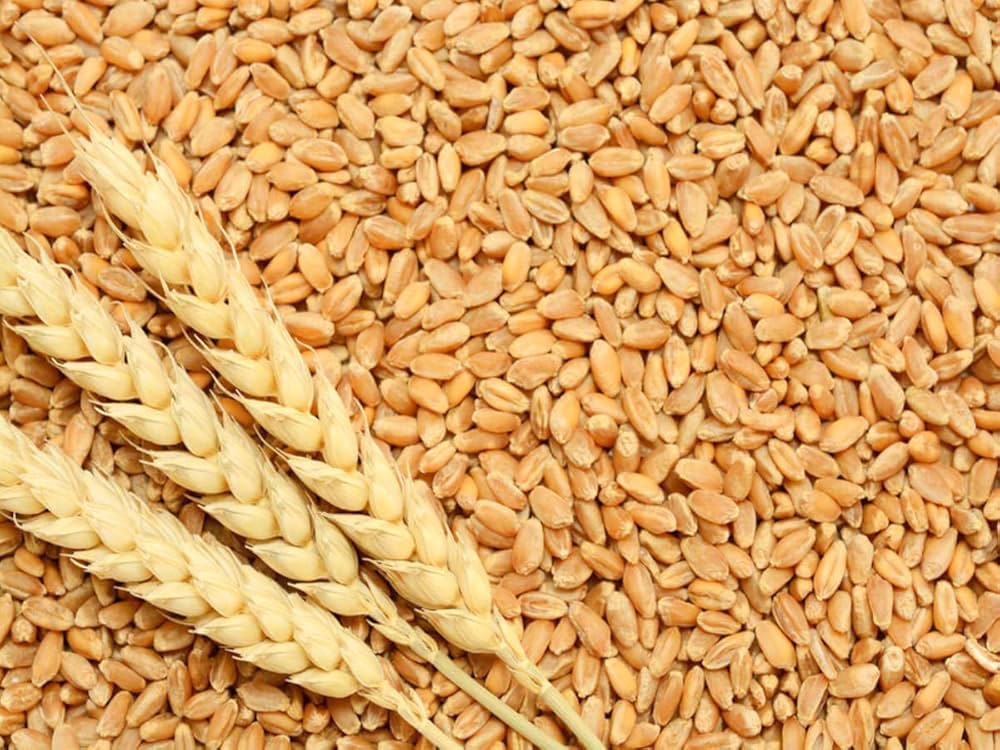 Burkina Faso targets 6,000T of wheat in 2025/2026 to boost food security