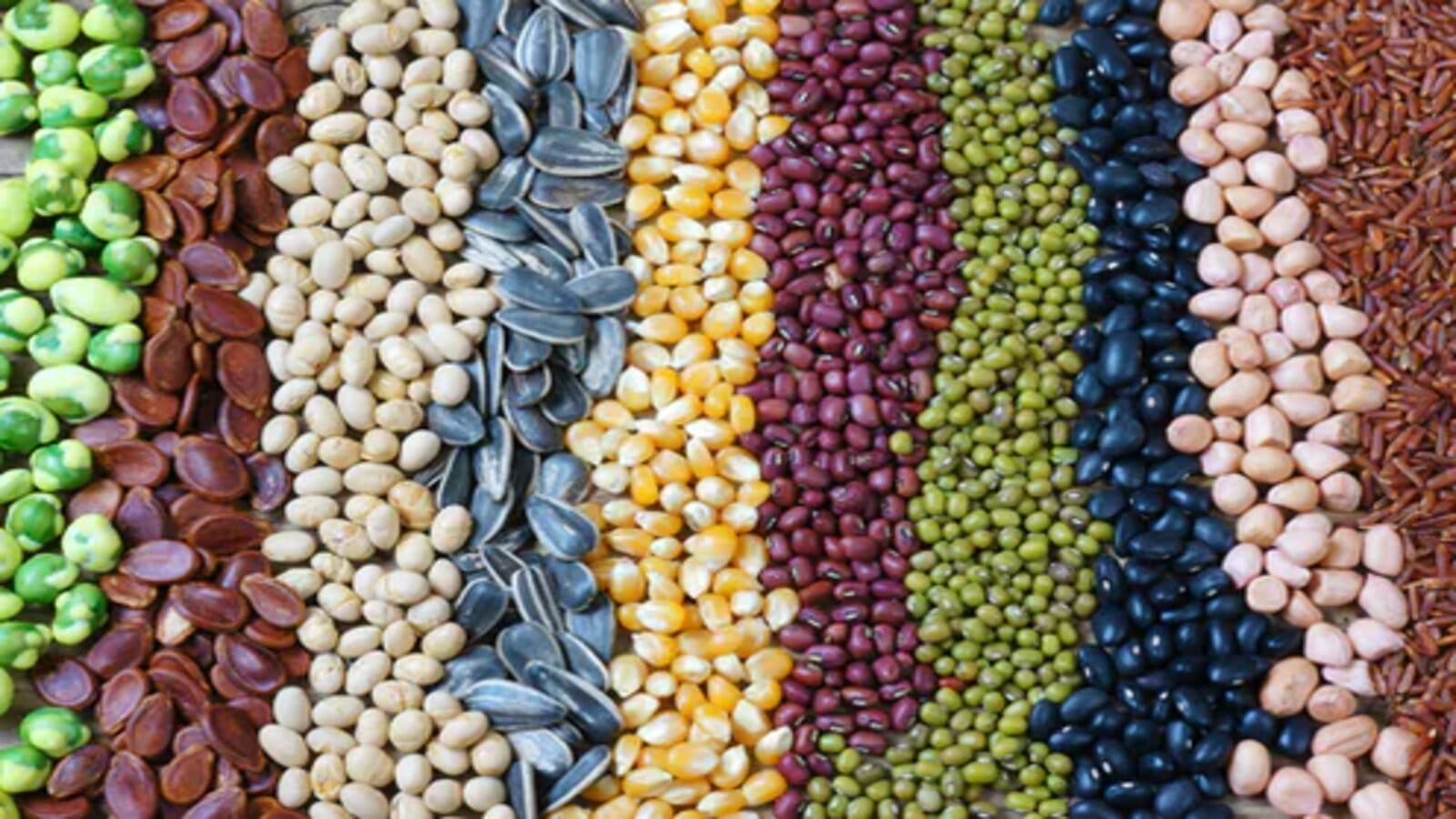 Kenya’s seed sector makes strides in maize but legumes lag behind, report shows