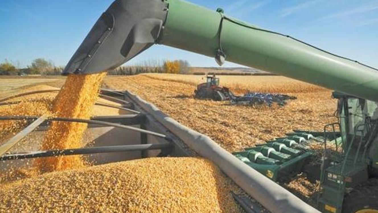 Zimbabwe bans maize imports