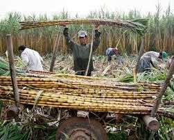 South Africa's sugar farmers hit by US tariffs and cheap imports