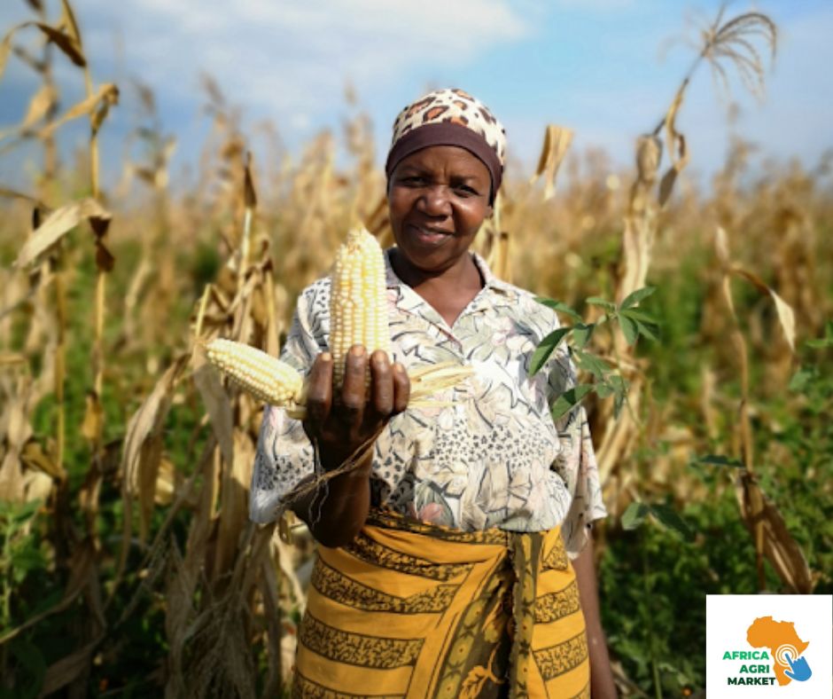 mmdeinternational.com- Maize Production Trends and Seasonality in Tanzania