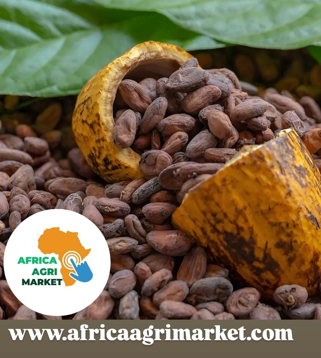 African Development Bank Approves €100 Million Loan to Boost Côte d'Ivoire's Cocoa Value Chain