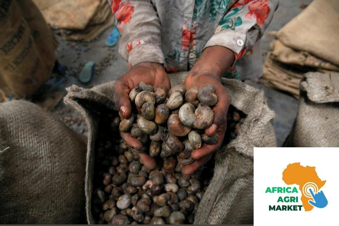 🌍 African Cashew Farmers Missing Out on Profits, Says UN Body 🌰📉