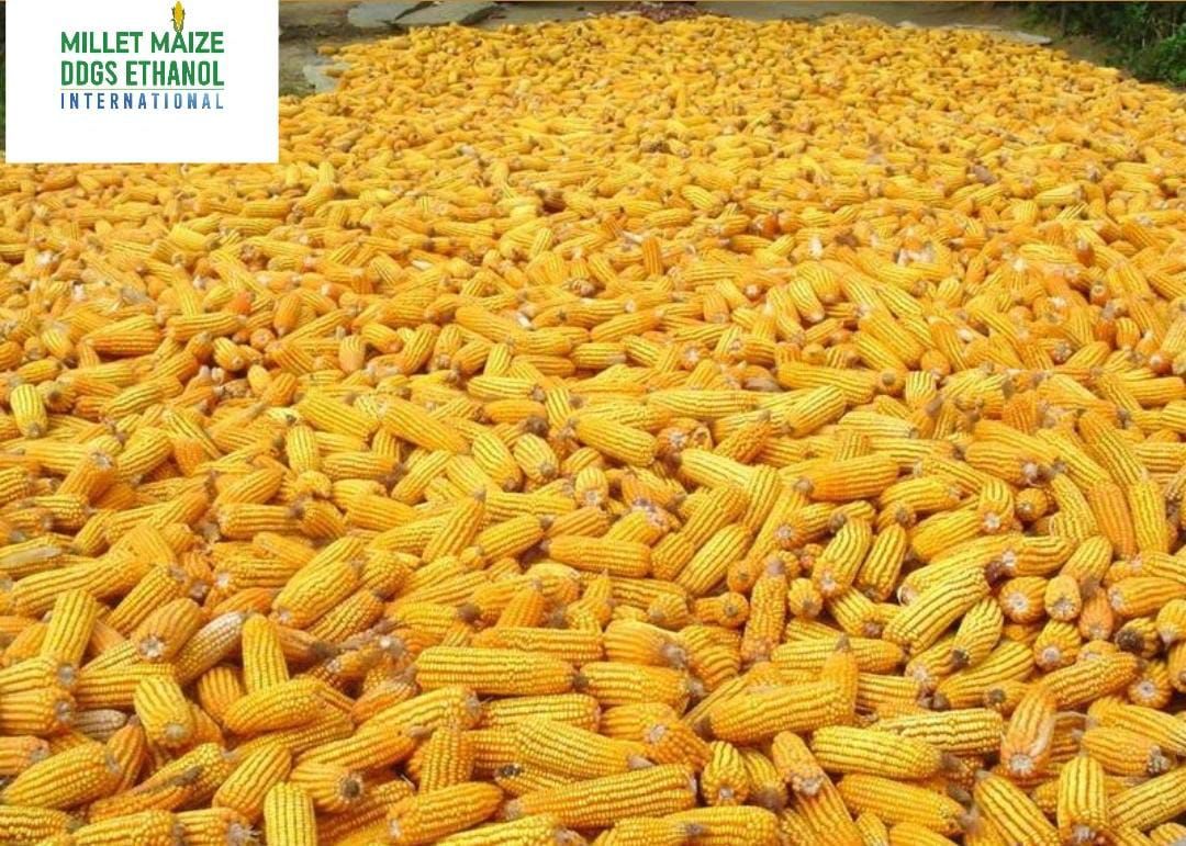 mmdeinternational.com - 🌍 Southern Africa Joins Forces for Food Security as Zimbabwe Opens Maize Imports 🌽🤝