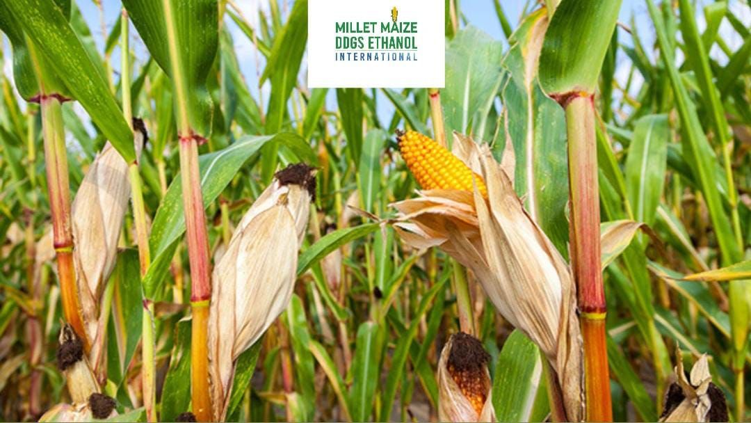 mmdeinternational.com“🌽 Falling Maize Prices Bring Relief to South African Consumers & Farmers Amid Record Harvest 📉🇿🇦”