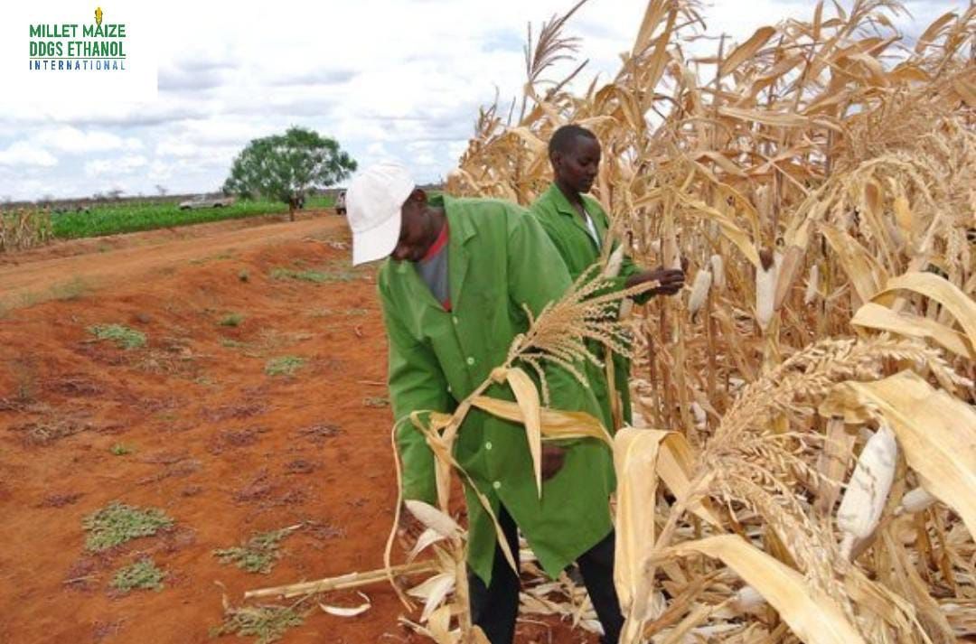 mmdeinternational.com - "🌽🇿🇦 South Africa’s Maize Harvest Soars 📈🌾 with 27% Boost!"