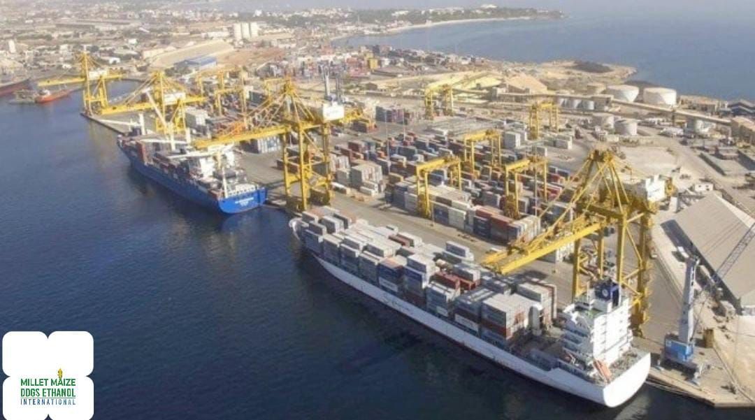 mmdeinternational.com - 🌽 Senegal Eyes Strong Maize Comeback in 2025/2026 Season 📈🇸🇳