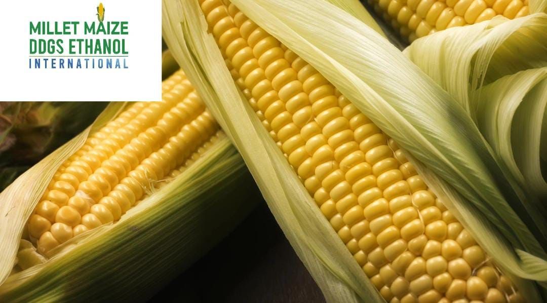 mmdeinternational.com - 🌽 Ukraine Corn Prices Surge Amid Delayed Harvest and Stock Market Speculation 📈🇺🇦