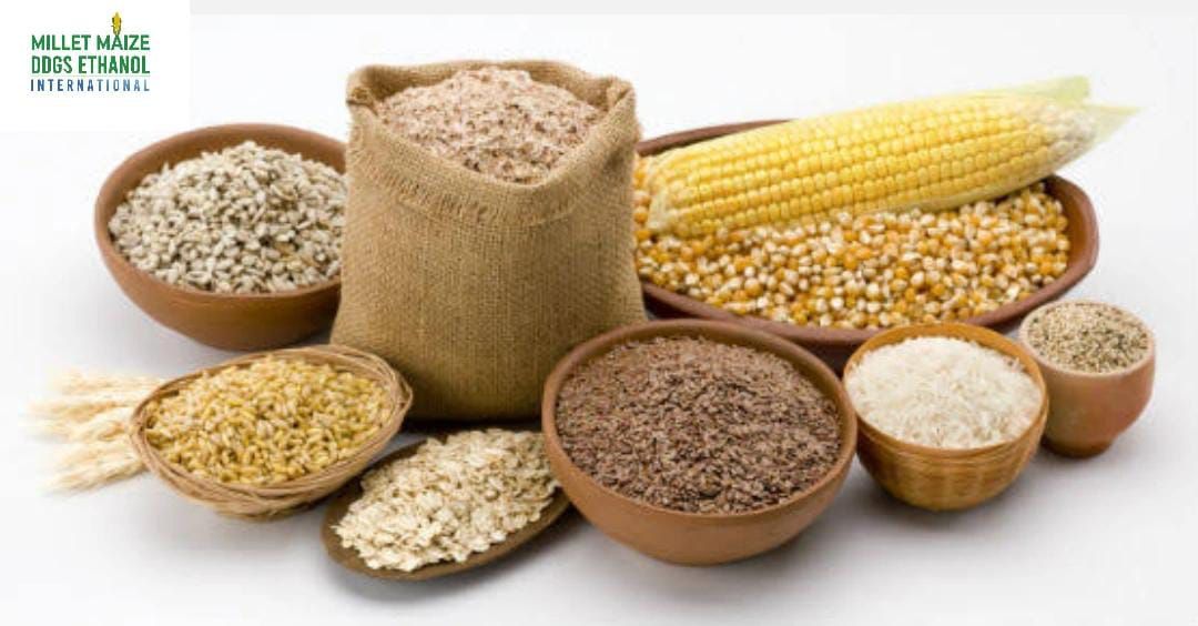 mmdeinternational.com - 🌾🌞 South Africa's 2024-25 Summer Grain & Oilseed Production Set to Surge 🚀📈