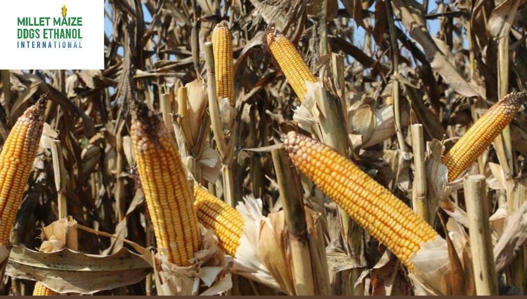 mmdeinternational.com - 🇲🇼 Malawi Halts Maize Exports 🌽 to Boost Food Security Amid Rising Hunger
