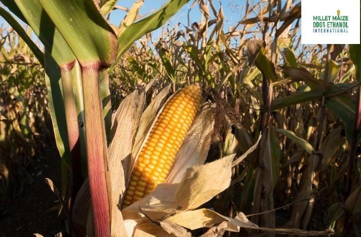 mmdeinternational.com - Maize Prices Soar as NCPB and Millers Battle for Grain 🌽📈