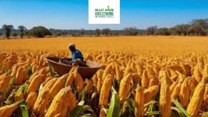 mmdeinternational.com - 🌽🇿🇼 Questioning the Numbers: Zimbabwe’s ‘Bumper Maize Harvest’ Claim Faces Scrutiny ❗📰