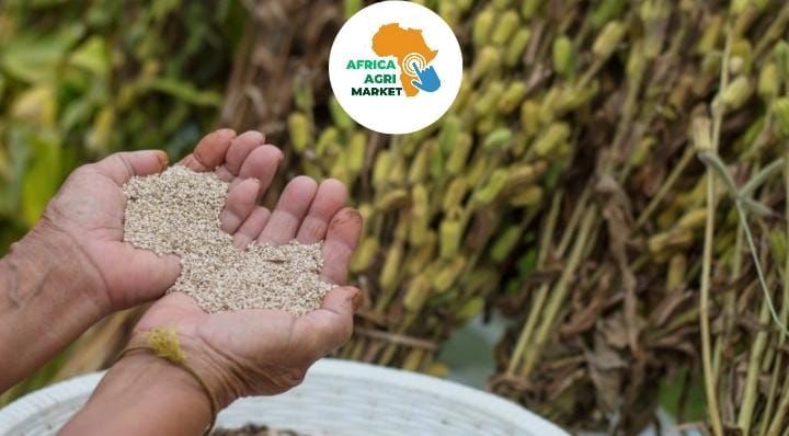 https://www.africa-agri-market.com/ 🌱 Africa’s Sesame Seed Boom 🌍 Set to Fuel 🚀 Economic Growth in 2026 📊💰