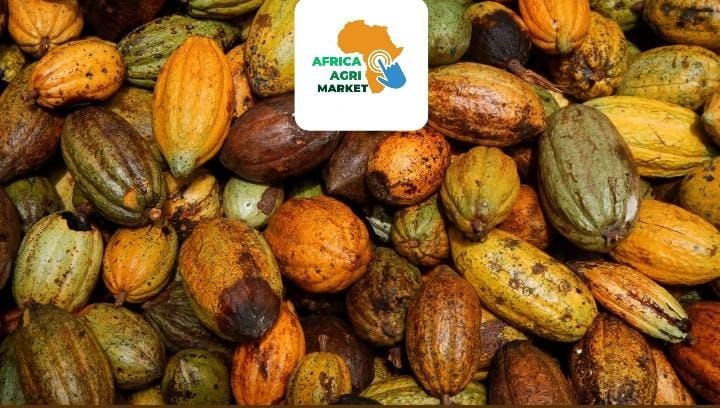 https://www.africa-agri-market.com/ 🌧️ Ivory Coast’s Unseasonal Rains ☔ Could Boost Cocoa 🍫 Crop Yield 📈