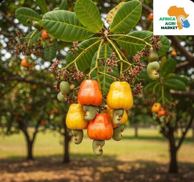www.africa-agri-market.com - 🌰 Cashew Industry Presents $10bn Non-Oil Revenue Opportunity 💰🇳🇬