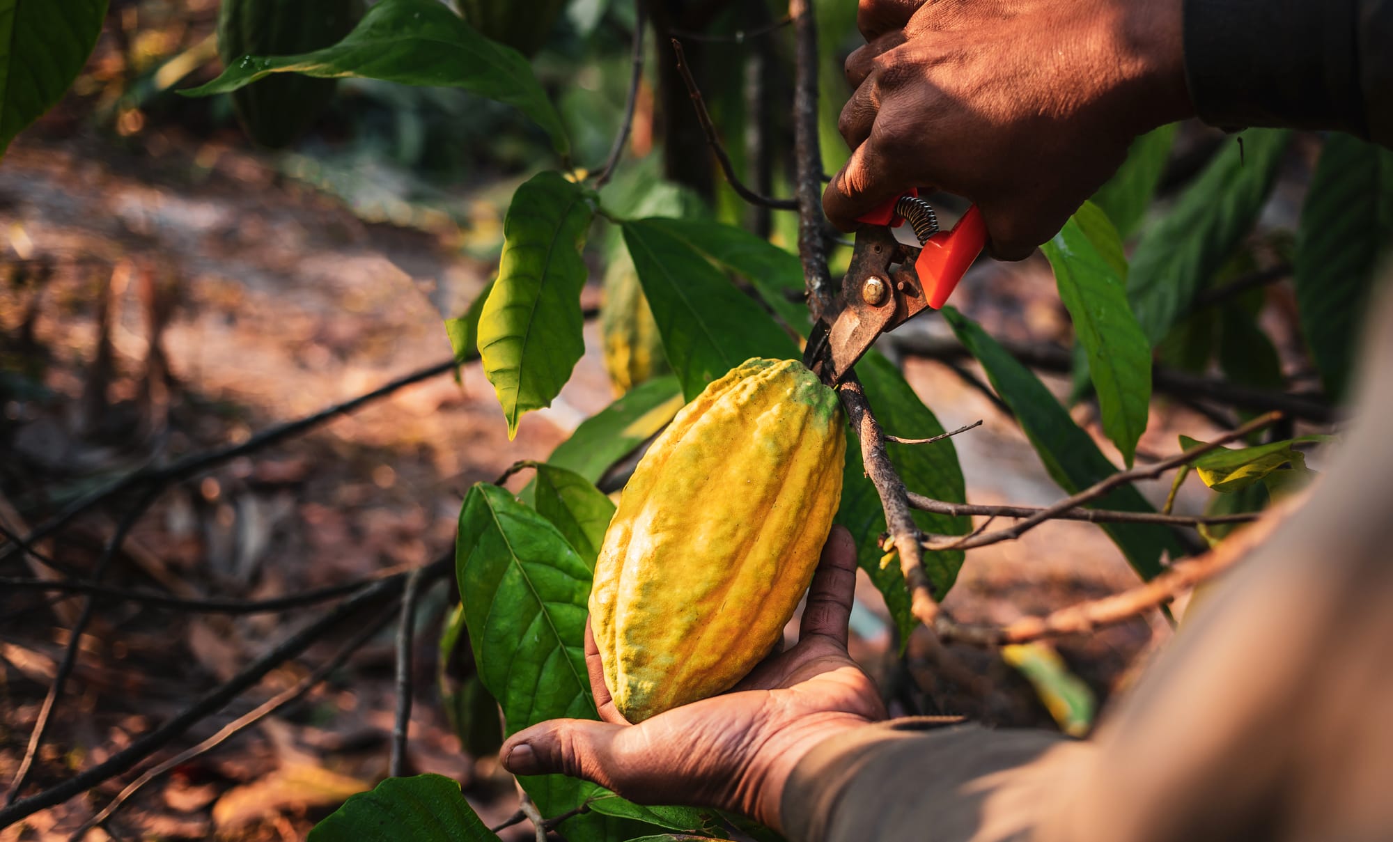 Slowing Ivory Coast Cocoa Exports Boosts Cocoa Prices