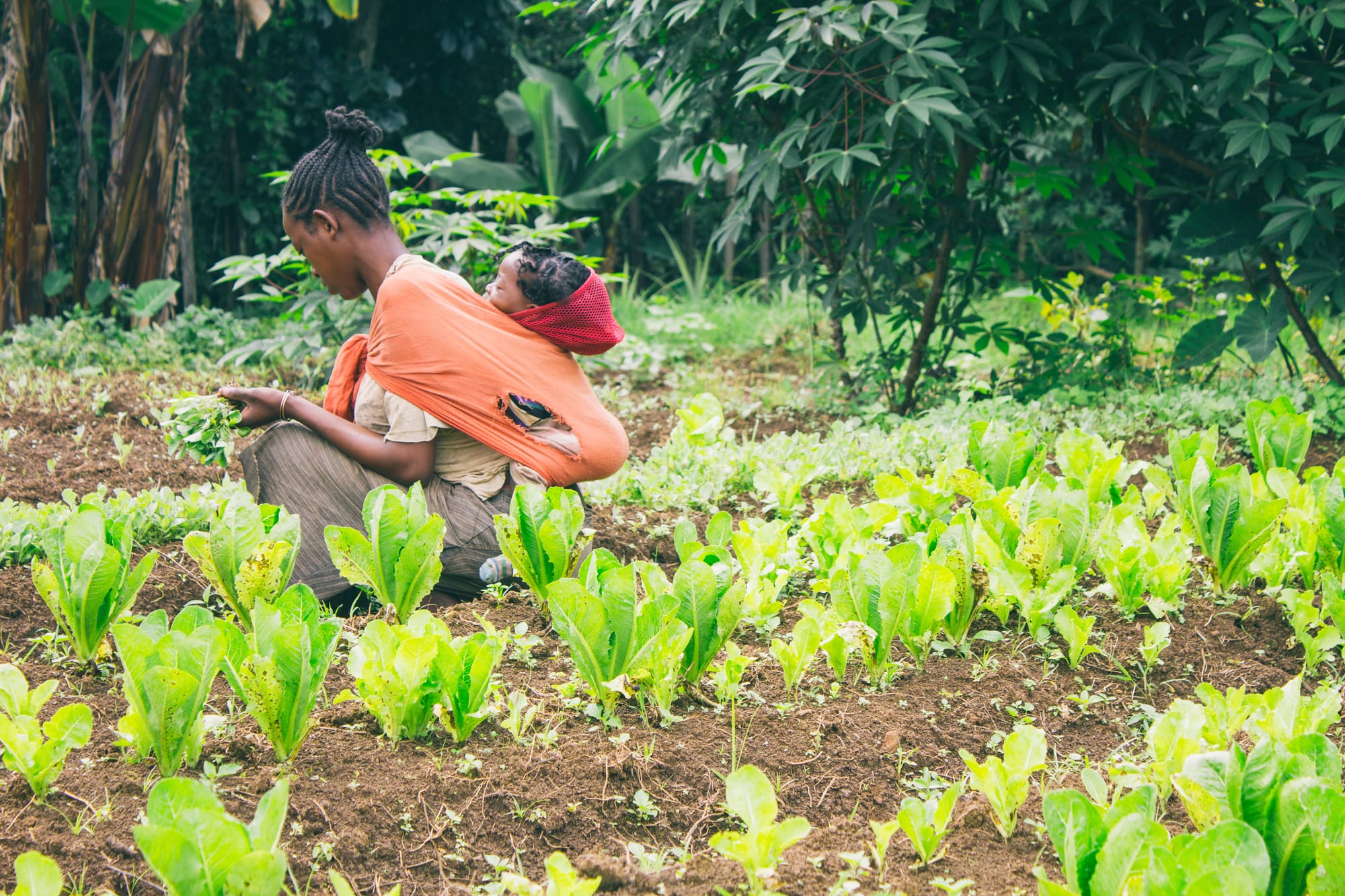 India-Africa partnership for agricultural development and food security
