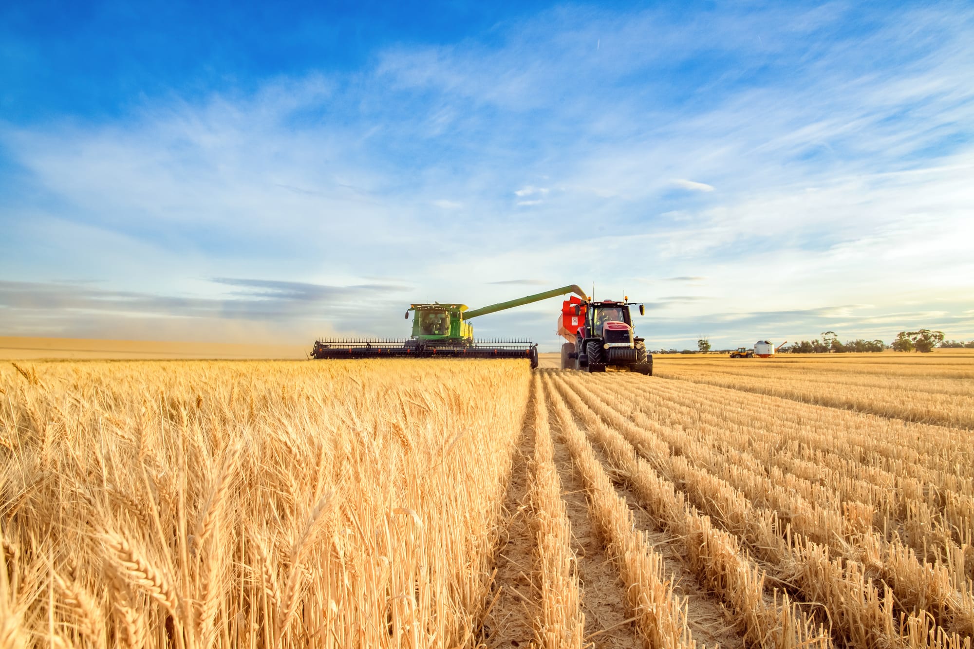 South Africa poised for record summer crop harvest despite late rains