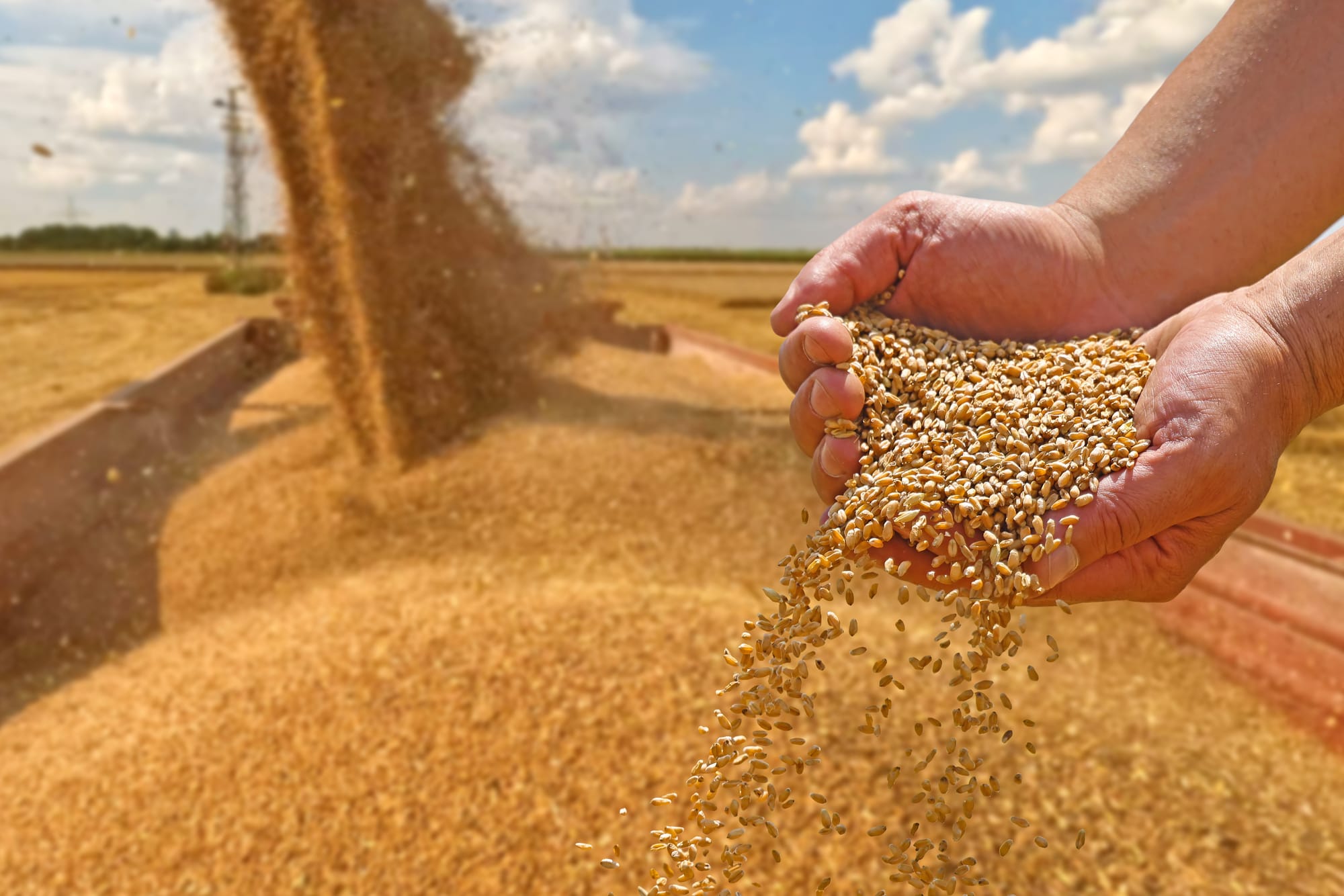 Africa - Wheat Gluten - Market Analysis, Forecast, Size, Trends And Insights