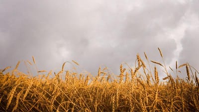 Coal power is affecting our rice and wheat crop yields, according to new study