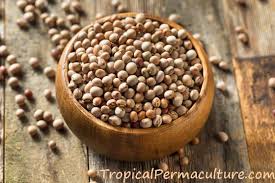 India Strengthens Tur Dal (Pigeon Pea) Imports from Mozambique Amidst Price Concerns and Supply Challenges