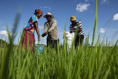 Kenya Ramps Up Fertilizer Distribution to Boost Agricultural Productivity