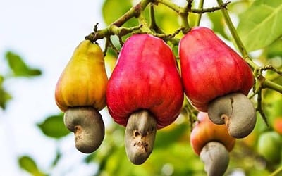 Cashew Campaign 2025: Niakara Producers Celebrate Price Increase