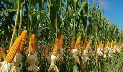 Malawi Sees Relief as Maize Prices Drop by 19%
