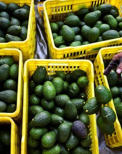 George Emerges as Exciting New Avocado-Growing Region in South Africa