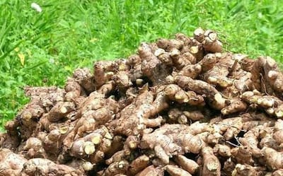 Africa’s Untapped Gold: How Young Entrepreneurs Can Lead the Global Ginger Export Boom & Earn in Dollars 🌍