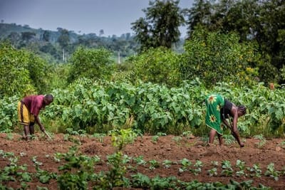 🌍 Climate-Resilient Farming Urged to Boost Africa's Food Security