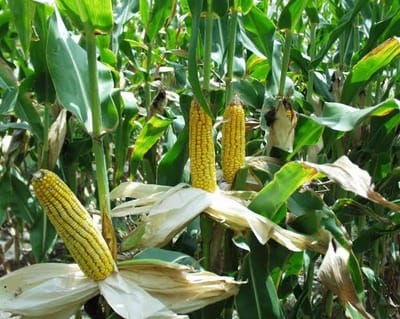South Africa Notifies Trading Partners of Goss’s Wilt Outbreak in Maize; Floods Deepen Agricultural Crisis