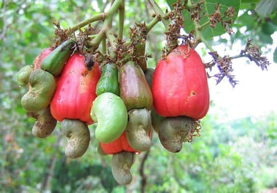 Unlock Full Potential of Cashew Value Chain – B/R Minister Urges