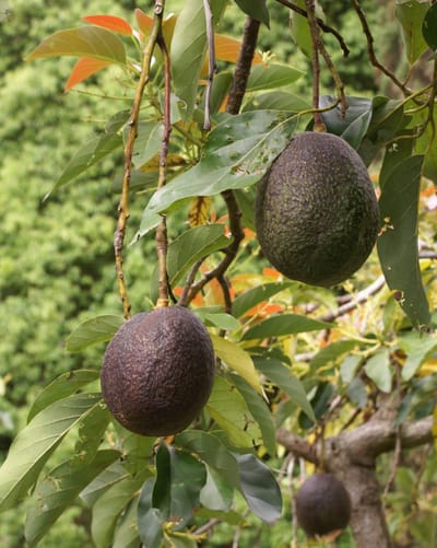 South African Avocado Exports Stay on Track Amid Price Dip and New Market Expansion