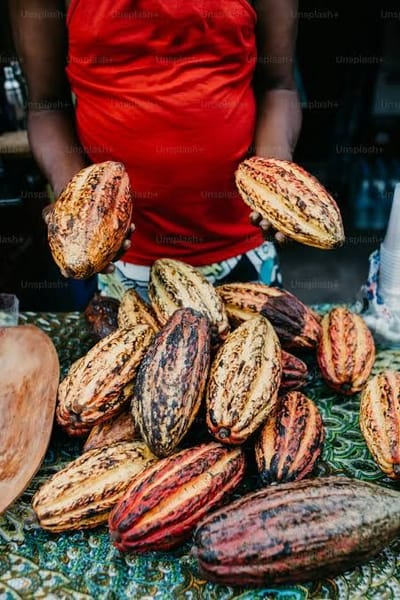 🍫 Favorable West African Weather Hammers Cocoa Prices Despite Long-Term Deficit Fears