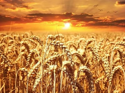 🌾 Africa’s Wheat Bran Market Set for Steady Growth: Projected to Reach 25M Tons by 2035