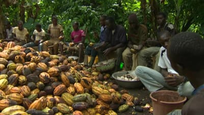 West Africa facing 10% drop in cocoa output in 2025/26, industry sources say