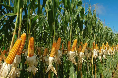 Zambia’s Plan to Export 1 Million Tonnes of Maize to DRC Signals Boost for Regional Food Security