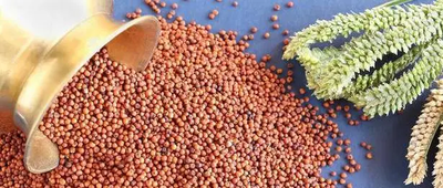 The demand for millet in Africa is increasing due to its nutritional benefits, gluten-free properties, and drought resistance.