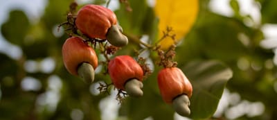 Nigeria targets global cashew market as exports hit $398m