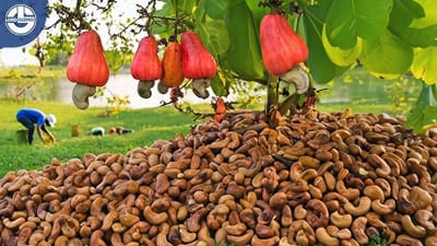 Africa Cashew Market Business Outlook: Trends and Growth