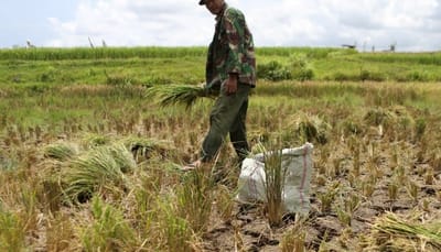 🌾Rice fields wither under climate pressure in Kashmir and Nigeria