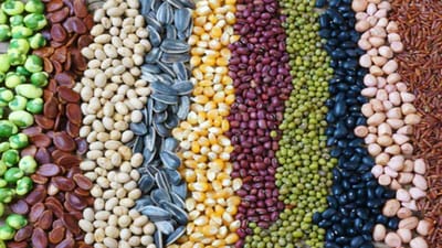 Kenya’s seed sector makes strides in maize but legumes lag behind, report shows
