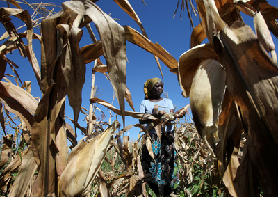 mmdeinternational.com- Zimbabwe brings back maize import ban after bumper harvest