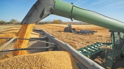 Zimbabwe bans maize imports