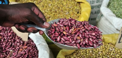 Africa - Pulses - Market Analysis, Forecast, Size, Trends and Insights