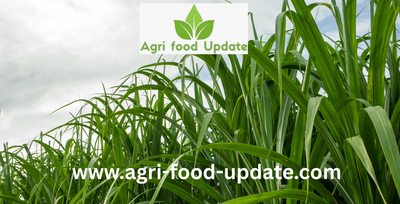 Organic food prices may soar as US tariffs hit imports of speciality organic sugar